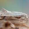 Elachista - Elachista rufocinerea  | Fotografijos autorius : Eglė Vičiuvienė | © Macrogamta.lt | Šis tinklapis priklauso bendruomenei kuri domisi makro fotografija ir fotografuoja gyvąjį makro pasaulį.