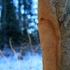 Elbowpatch crust - Fomitiporia punctata | Fotografijos autorius : Ramunė Vakarė | © Macronature.eu | Macro photography web site