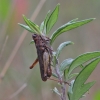 Entomophaga grylli | Fotografijos autorius : Vytautas Gluoksnis | © Macrogamta.lt | Šis tinklapis priklauso bendruomenei kuri domisi makro fotografija ir fotografuoja gyvąjį makro pasaulį.