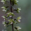 Trumpalapis skiautalūpis - Epipactis purpurata | Fotografijos autorius : Jogaila Mackevičius | © Macrogamta.lt | Šis tinklapis priklauso bendruomenei kuri domisi makro fotografija ir fotografuoja gyvąjį makro pasaulį.