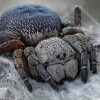 Rudeninis storavoris - Eresus kollari ♀ | Fotografijos autorius : Armen Seropian | © Macrogamta.lt | Šis tinklapis priklauso bendruomenei kuri domisi makro fotografija ir fotografuoja gyvąjį makro pasaulį.