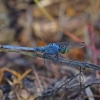 Erythemis simplicicollis, patinas (♂) | Fotografijos autorius : Deividas Makavičius | © Macrogamta.lt | Šis tinklapis priklauso bendruomenei kuri domisi makro fotografija ir fotografuoja gyvąjį makro pasaulį.