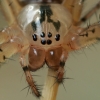Rudeninis skylūnėlis - Metellina segmentata | Fotografijos autorius : Gintautas Steiblys | © Macronature.eu | Macro photography web site