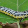 European Birch Sawfly - Arge pullata | Fotografijos autorius : Romas Ferenca | © Macronature.eu | Macro photography web site