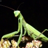 European Mantis - Mantis religiosa | Fotografijos autorius : Vitalijus Bačianskas | © Macronature.eu | Macro photography web site