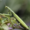 European Mantis - Mantis religiosa | Fotografijos autorius : Kazimieras Martinaitis | © Macronature.eu | Macro photography web site