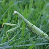 European Mantis - Mantis religiosa | Fotografijos autorius : Vytautas Gluoksnis | © Macronature.eu | Macro photography web site