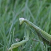 European Mantis - Mantis religiosa | Fotografijos autorius : Vytautas Gluoksnis | © Macronature.eu | Macro photography web site