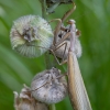 European Mantis - Mantis religiosa | Fotografijos autorius : Žilvinas Pūtys | © Macronature.eu | Macro photography web site