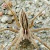 European Nursery Web spider - Pisaura mirabilis | Fotografijos autorius : Vidas Brazauskas | © Macronature.eu | Macro photography web site