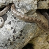 European cat snake - Telescopus fallax | Fotografijos autorius : Gintautas Steiblys | © Macronature.eu | Macro photography web site