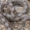 European cat snake - Telescopus fallax | Fotografijos autorius : Žilvinas Pūtys | © Macronature.eu | Macro photography web site