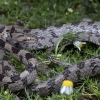 Naminė kačiaakė gyvatė - Telescopus fallax | Fotografijos autorius : Žilvinas Pūtys | © Macronature.eu | Macro photography web site