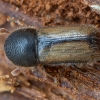 European hardwood ambrosia beetle - Trypodendron domesticum | Fotografijos autorius : Žilvinas Pūtys | © Macronature.eu | Macro photography web site