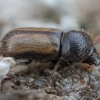 European hardwood ambrosia beetle - Trypodendron domesticum | Fotografijos autorius : Žilvinas Pūtys | © Macronature.eu | Macro photography web site