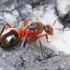 European red wood ant - Formica polyctena | Fotografijos autorius : Gintautas Steiblys | © Macronature.eu | Macro photography web site