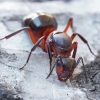 European red wood ant - Formica polyctena | Fotografijos autorius : Gintautas Steiblys | © Macronature.eu | Macro photography web site