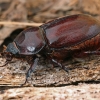 European rhinoceros beetle - Oryctes nasicornis ♀ | Fotografijos autorius : Gintautas Steiblys | © Macronature.eu | Macro photography web site