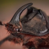 Vabalas raganosis - Oryctes nasicornis | Fotografijos autorius : Eugenijus Kavaliauskas | © Macronature.eu | Macro photography web site