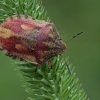 European tortoise bug - Eurygaster maura | Fotografijos autorius : Gintautas Steiblys | © Macronature.eu | Macro photography web site