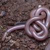 European worm snake - Xerotyphlops vermicularis | Fotografijos autorius : Žilvinas Pūtys | © Macronature.eu | Macro photography web site