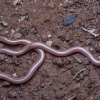 European worm snake - Xerotyphlops vermicularis | Fotografijos autorius : Žilvinas Pūtys | © Macronature.eu | Macro photography web site