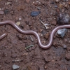 European worm snake - Xerotyphlops vermicularis | Fotografijos autorius : Žilvinas Pūtys | © Macronature.eu | Macro photography web site