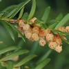 Europinis kukmedis - Taxus baccata | Fotografijos autorius : Gintautas Steiblys | © Macrogamta.lt | Šis tinklapis priklauso bendruomenei kuri domisi makro fotografija ir fotografuoja gyvąjį makro pasaulį.