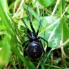 False black widow - Steatoda grossa | Fotografijos autorius : Agnė Kulpytė | © Macrogamta.lt | Šis tinklapis priklauso bendruomenei kuri domisi makro fotografija ir fotografuoja gyvąjį makro pasaulį.