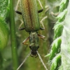 False blister beetle - Chrysanthia geniculata  | Fotografijos autorius : Vidas Brazauskas | © Macronature.eu | Macro photography web site
