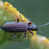 False blister beetle - Chrysanthia geniculata | Fotografijos autorius : Žilvinas Pūtys | © Macronature.eu | Macro photography web site