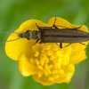 False blister beetle - Oedemera virescens ♀ | Fotografijos autorius : Žilvinas Pūtys | © Macronature.eu | Macro photography web site