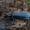 False darkling beetle - Melandrya dubia | Fotografijos autorius : Žilvinas Pūtys | © Macronature.eu | Macro photography web site