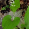 False lily of the valley - Maianthemum bifolium | Fotografijos autorius : Gintautas Steiblys | © Macronature.eu | Macro photography web site