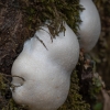 Pumpotaukšlinė retikuliarija - Reticularia lycoperdon | Fotografijos autorius : Žilvinas Pūtys | © Macronature.eu | Macro photography web site
