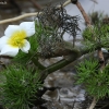 Standžialapė kurklė - Ranunculus circinatus | Fotografijos autorius : Vytautas Gluoksnis | © Macronature.eu | Macro photography web site