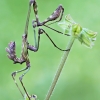 Fasciated conehead mantid - Empusa fasciata, nymph | Fotografijos autorius : Gintautas Steiblys | © Macronature.eu | Macro photography web site