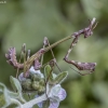 Rytinis šalmuotis - Empusa fasciata, nimfa | Fotografijos autorius : Žilvinas Pūtys | © Macronature.eu | Macro photography web site