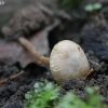 Felted twiglet - Tubaria conspersa | Fotografijos autorius : Vytautas Gluoksnis | © Macronature.eu | Macro photography web site