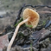 Felted twiglet - Tubaria conspersa | Fotografijos autorius : Vytautas Gluoksnis | © Macronature.eu | Macro photography web site