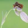 Ferruginous bee-grabber - Sicus ferrugineus | Fotografijos autorius : Tomas Ivašauskas | © Macronature.eu | Macro photography web site