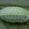 Festoon - Apoda limacodes, caterpillar | Fotografijos autorius : Žilvinas Pūtys | © Macronature.eu | Macro photography web site