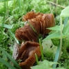  Plaušabudė - Inocybe ferruginea | Fotografijos autorius : Vitalij Drozdov | © Macronature.eu | Macro photography web site
