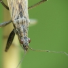 Field damsel bug - Nabis ferus | Fotografijos autorius : Vidas Brazauskas | © Macrogamta.lt | Šis tinklapis priklauso bendruomenei kuri domisi makro fotografija ir fotografuoja gyvąjį makro pasaulį.