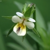 Field pansy - Viola arvensis | Fotografijos autorius : Vidas Brazauskas | © Macronature.eu | Macro photography web site