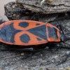 Firebug - Pyrrhocoris apterus | Fotografijos autorius : Žilvinas Pūtys | © Macronature.eu | Macro photography web site
