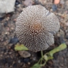 Firerug inkcap - Coprinellus domesticus | Fotografijos autorius : Vitalij Drozdov | © Macronature.eu | Macro photography web site