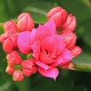 Flaming Katy - Kalanchoe blossfeldiana | Fotografijos autorius : Gintautas Steiblys | © Macronature.eu | Macro photography web site