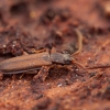 Flat bark beetle - Uleiota planata | Fotografijos autorius : Žilvinas Pūtys | © Macronature.eu | Macro photography web site