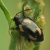 Flea Beetle - Phyllotreta tetrastigma | Fotografijos autorius : Vidas Brazauskas | © Macronature.eu | Macro photography web site